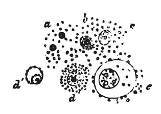 Schleiden incorrect sketch of cell division