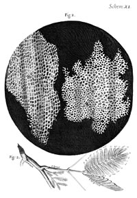 Hooke's Drawing of Cork Cells